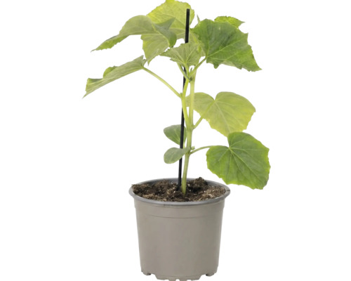 Jeune plant de concombre dans un pot en plastique avec tuteur.