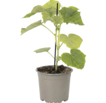 Plant de concombre en pot en plastique avec tuteur