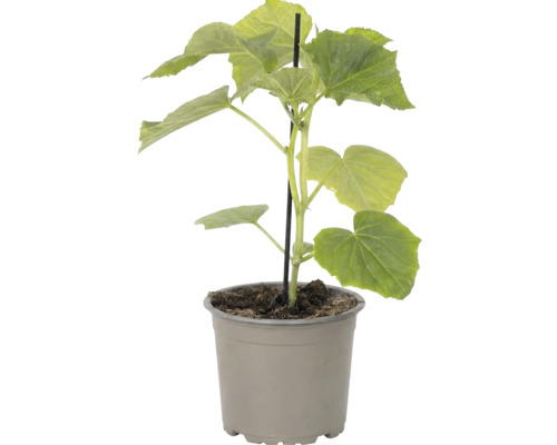 Plant de concombre en pot en plastique avec tuteur