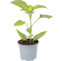 Jeune plant de poivron ou de piment dans un pot en plastique avec du terreau.