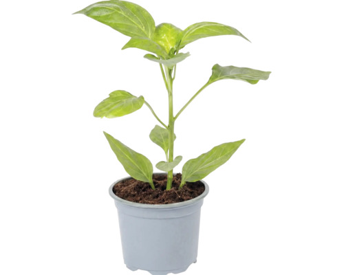 Jeune plant de poivron ou de piment dans un pot en plastique avec du terreau.