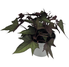 Ipomoea batatas aux feuilles lobées violet foncé dans un pot blanc.