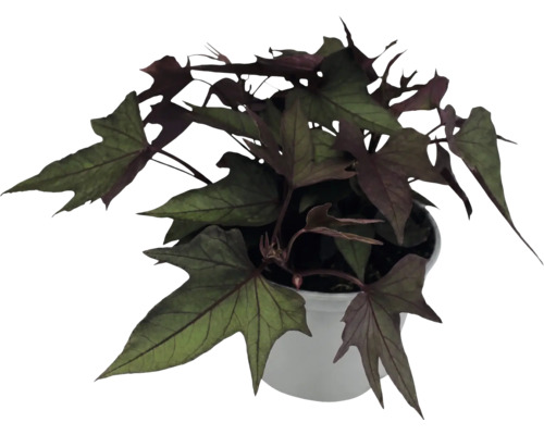 Ipomoea batatas aux feuilles lobées violet foncé dans un pot blanc.