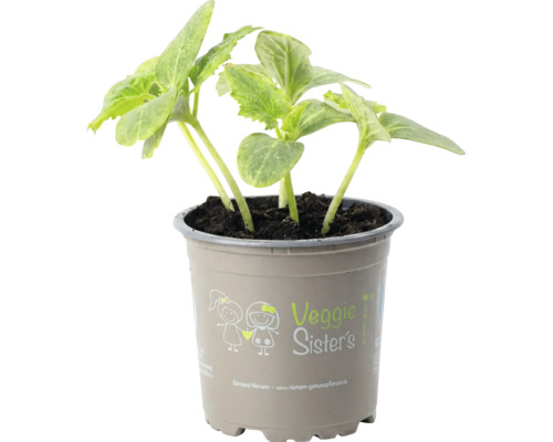 Jeune plant de légume aux feuilles vertes dans un pot en plastique gris avec le logo Veggie Sisters.