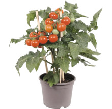 Kirschtomatenpflanze im grauen Kunststofftopf mit hölzernen Stützstäben, reifen roten und unreifen grünen Tomaten sowie grünem Laub.