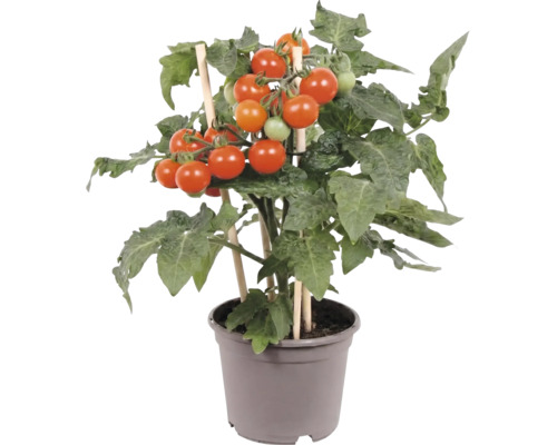Kirschtomatenpflanze im grauen Kunststofftopf mit hölzernen Stützstäben, reifen roten und unreifen grünen Tomaten sowie grünem Laub.