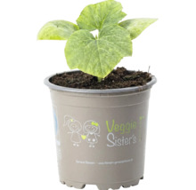 Jeune plant de légume Veggie Sister's en pot plastique gris avec de grandes feuilles vertes.