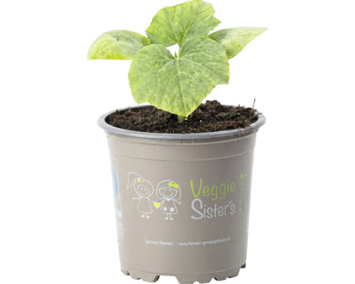 Jeune plant de légume Veggie Sister's en pot plastique gris avec de grandes feuilles vertes.