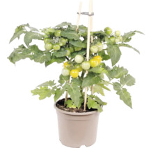 Plant de tomates avec des tomates jaunes et vertes dans un pot, soutenu par des tuteurs en bois.