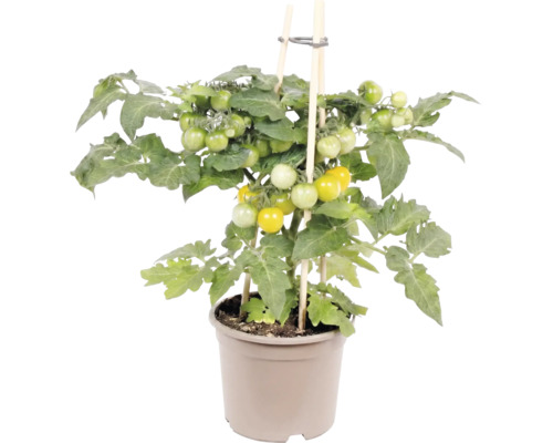 Plant de tomates avec des tomates jaunes et vertes dans un pot, soutenu par des tuteurs en bois.