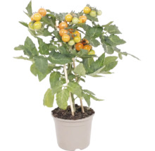 Tomatenpflanze mit gelben Kirschtomaten im Topf und Pflanzstäben zur Unterstützung.