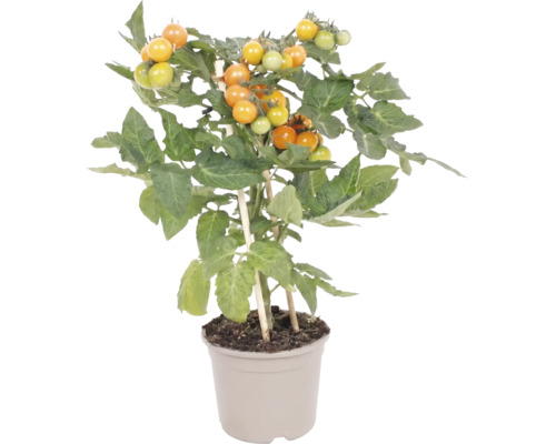 Tomatenpflanze mit gelben Kirschtomaten im Topf und Pflanzstäben zur Unterstützung.
