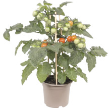 Pied de tomate compact avec tomates cerises en cours de maturation et tuteurs en bois dans un pot en plastique.