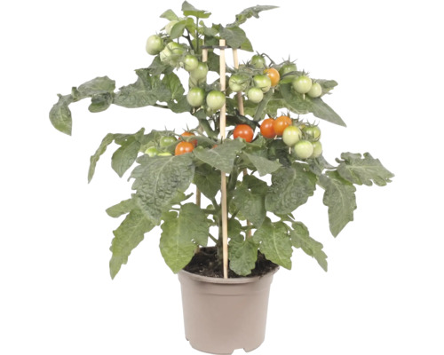 Pied de tomate compact avec tomates cerises en cours de maturation et tuteurs en bois dans un pot en plastique.