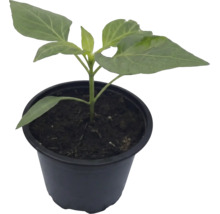 Jeune plant de légume dans un pot de culture en plastique noir rempli de terreau foncé.