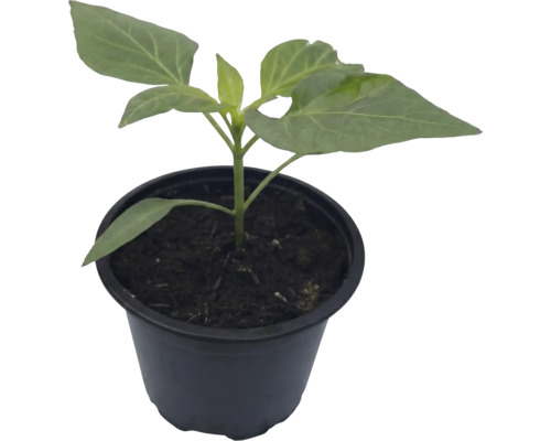 Jeune plant de légume dans un pot de culture en plastique noir rempli de terreau foncé.
