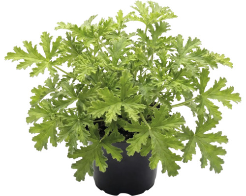 Géranium odorant dans un pot en plastique noir avec des feuilles vertes lobées.