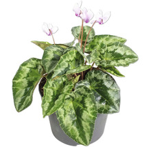 Cyclamen avec des feuilles vertes marbrées et des fleurs violet clair dans un pot gris.