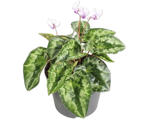 Cyclamen avec des feuilles vertes marbrées et des fleurs violet clair dans un pot gris.