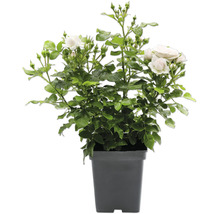 Rosier blanc dans un pot en plastique sombre avec des feuilles vertes et des boutons.