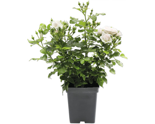 Rosier blanc dans un pot en plastique sombre avec des feuilles vertes et des boutons.