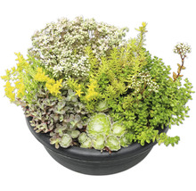 Arrangement vu verschiddene Sedum-Aarten a Sukkulenten an enger donkerer, ronner Planzeschuel.