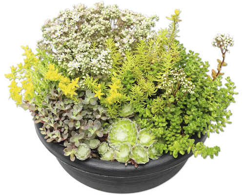 Arrangement vu verschiddene Sedum-Aarten a Sukkulenten an enger donkerer, ronner Planzeschuel.