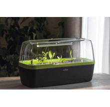 Serre d'intérieur Romberg avec éclairage LED et jeunes plantes dans un bac en plastique noir et vert sur une table en bois.