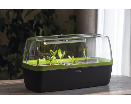 Serre d'intérieur Romberg avec éclairage LED et jeunes plantes dans un bac en plastique noir et vert sur une table en bois.