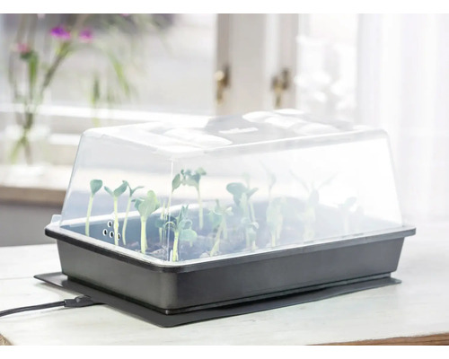 Serre d intérieur chauffante avec couvercle transparent et jeunes pousses sur une table.