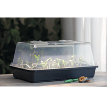 Serre d'intérieur avec couvercle transparent et jeunes plantes dans un bac de culture noir.