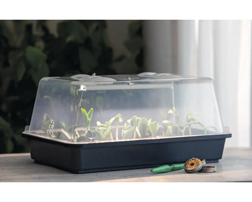 Serre d'intérieur avec couvercle transparent et jeunes plantes dans un bac de culture noir.