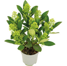 Skimmia japonica an engem wäissen Dëppen mat grénge Blieder an hellgrénge Knospen.