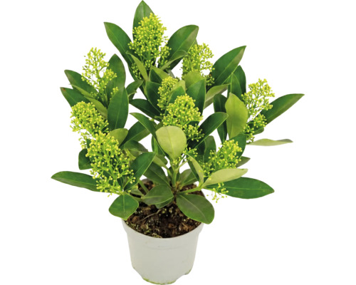 Skimmia japonica an engem wäissen Dëppen mat grénge Blieder an hellgrénge Knospen.