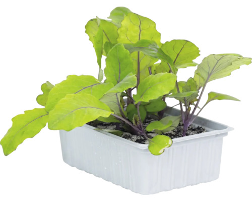 Kohlrabi-Jungpflanzen mit violetten Stielen in einer weißen Kunststoffschale mit Erde.