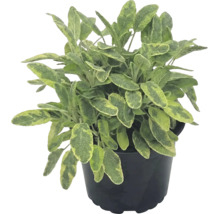 Plante de sauge en pot avec des feuilles panachées.