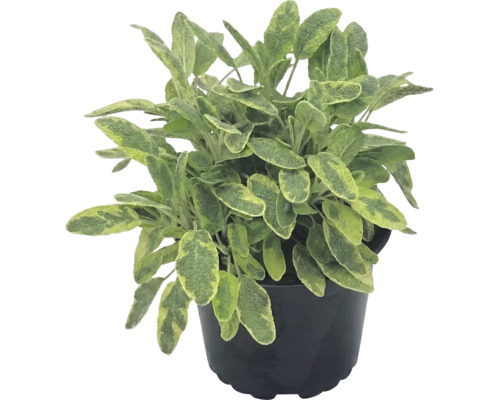 Plante de sauge en pot avec des feuilles panachées.