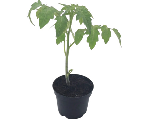 Jeune plant de tomate dans un pot noir rempli de terreau