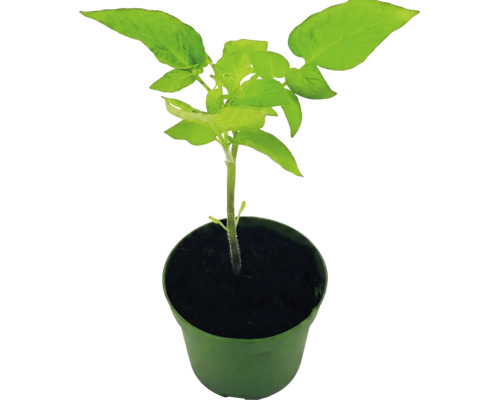 Jeune plant de tomate dans un pot en plastique avec de la terre.