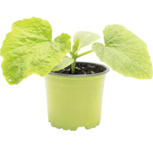 Jeune plant de concombre dans un pot en plastique vert avec du terreau foncé.