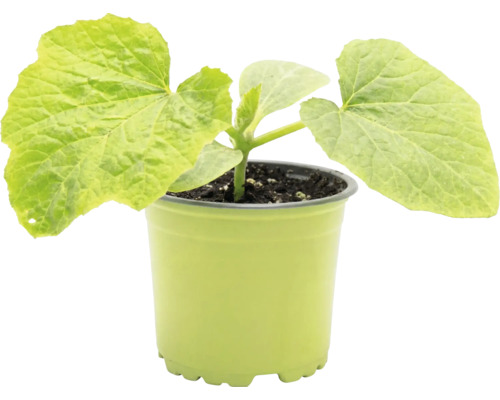 Jeune plant de concombre dans un pot en plastique vert avec du terreau foncé.