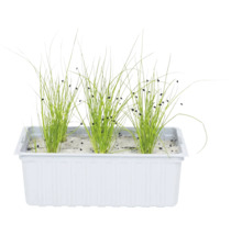 Jeunes pousses vertes avec des enveloppes de graines noires au bout des feuilles dans une jardinière en plastique blanc avec substrat clair.