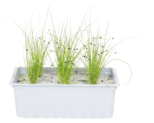 Jeunes pousses vertes avec des enveloppes de graines noires au bout des feuilles dans une jardinière en plastique blanc avec substrat clair.