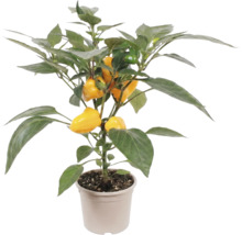 Plant de poivron avec des fruits jaunes en pot