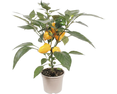 Plant de poivron avec des fruits jaunes en pot