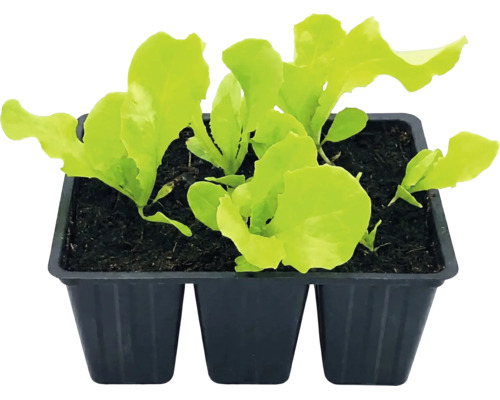 Jeunes plants de laitue dans un plateau de culture en plastique avec du terreau.