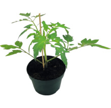 Jeune plant de tomate vert dans un pot en plastique noir avec un tuteur en bois.