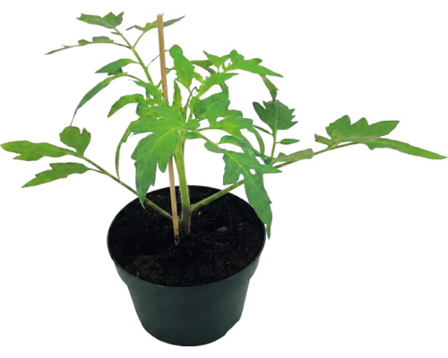 Jeune plant de tomate vert dans un pot en plastique noir avec un tuteur en bois.