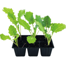 Jeunes plants de légumes dans un plateau de culture noir en plastique.