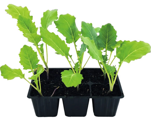 Jeunes plants de légumes dans un plateau de culture noir en plastique.